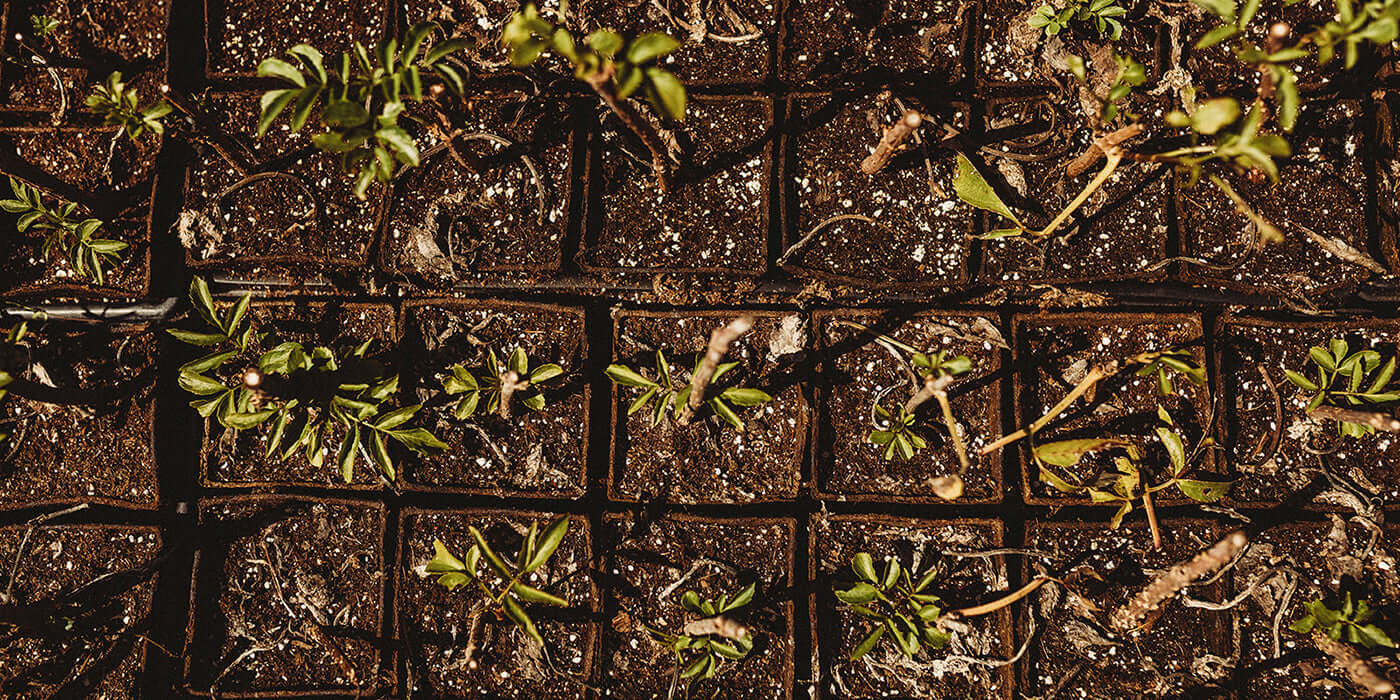 Norm's is Planting (and Making) Elderberry Just for You