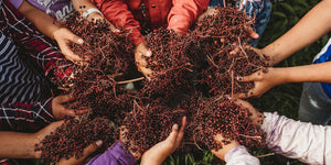 Elderberry Harvest in Full Swing