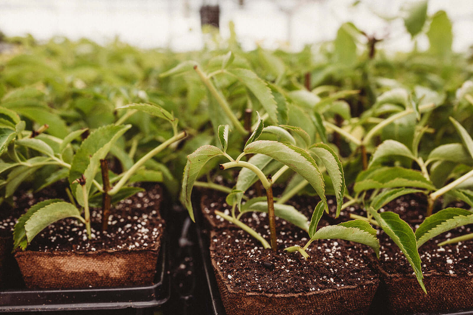 Ready To Grow? Elderberry farming tips from Norm's Farms.