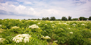 Elderberry from Our Family to Yours