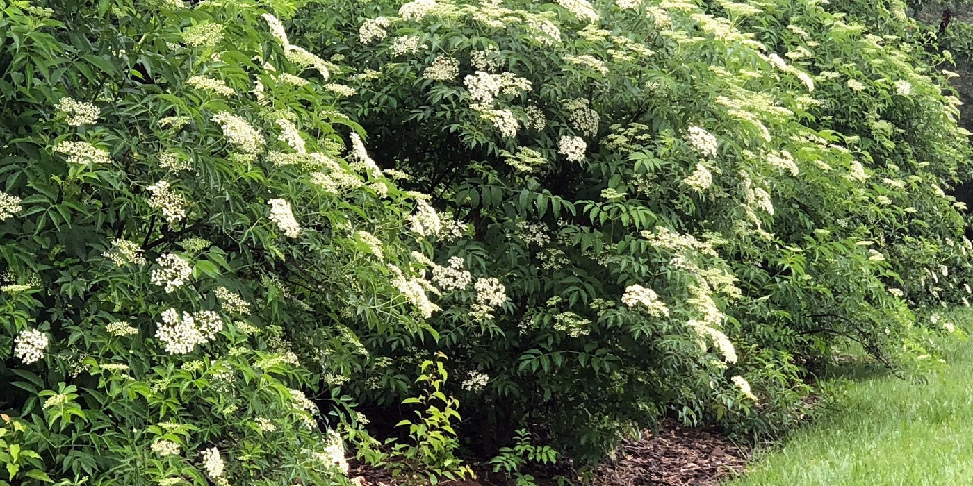 Growing Elderberry