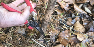 How to Make Your Own Elderberry Cuttings