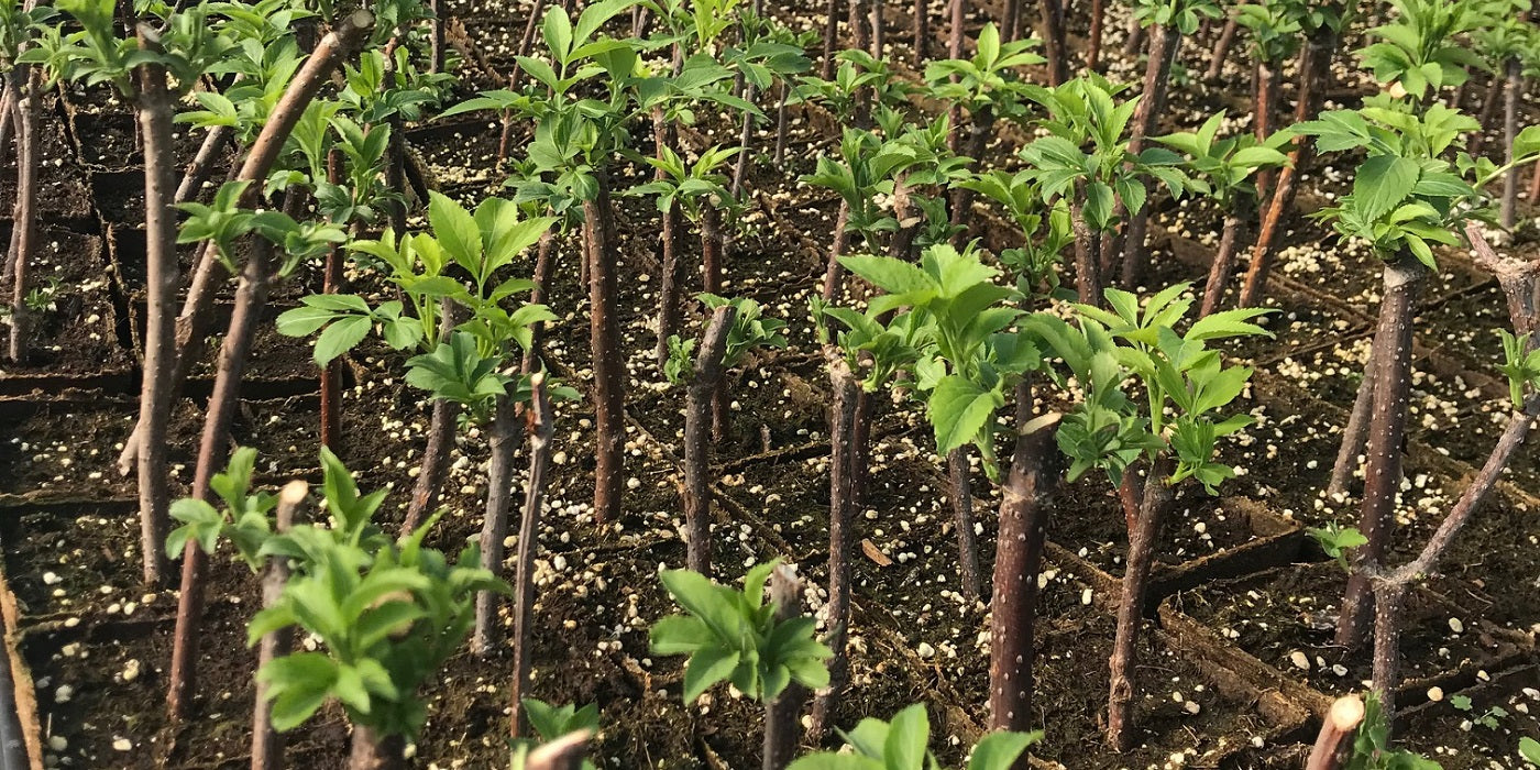 A Greenhouse Full of Elderberries