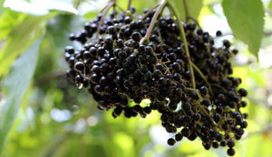 Does elderberry help with viruses?