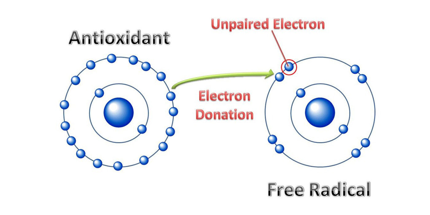 What Are Antioxidants?