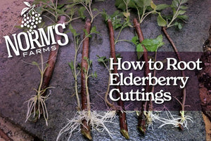 How to Root Elderberry Cuttings