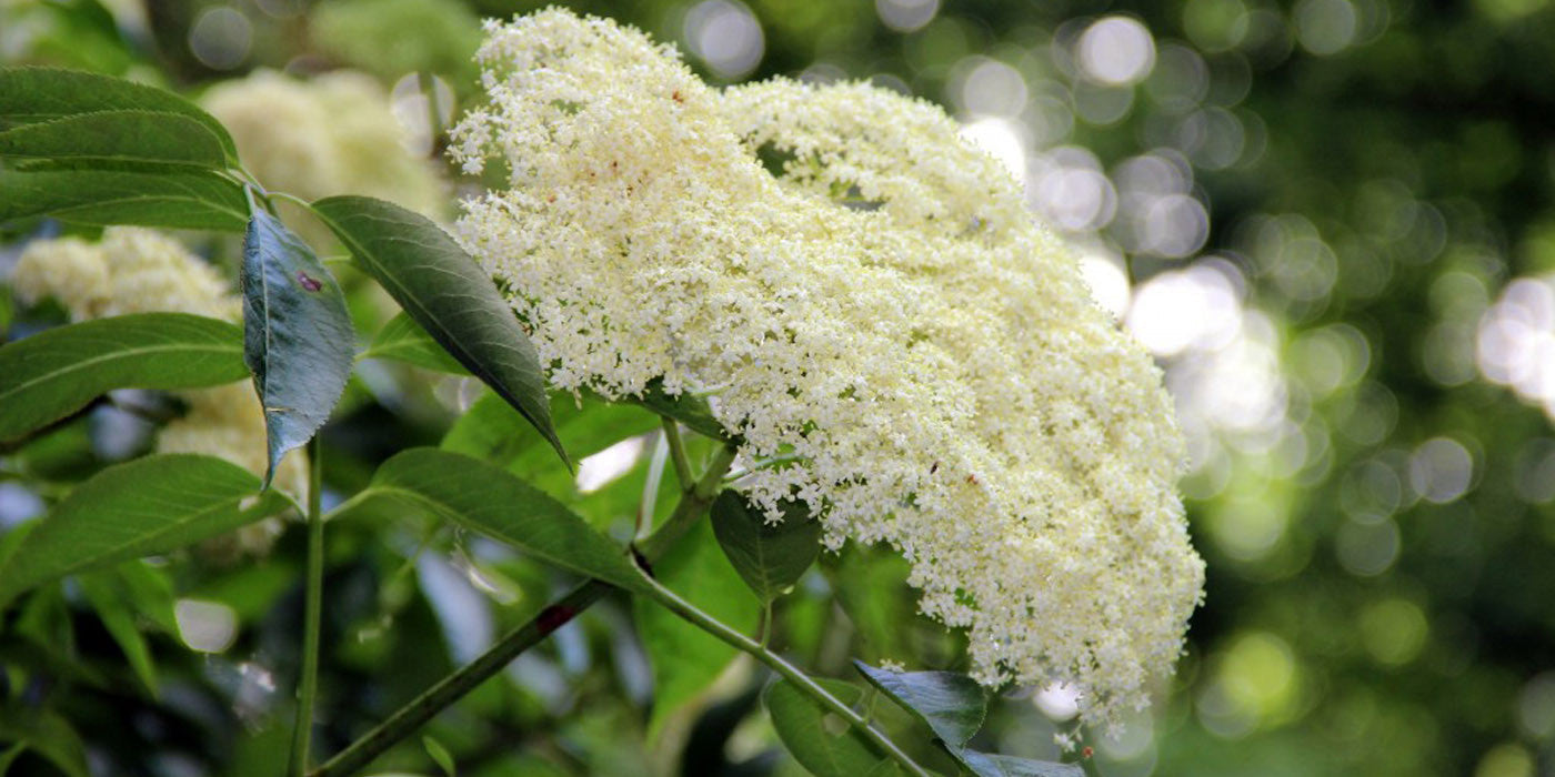 Our Top 6 Elderflower Recipes