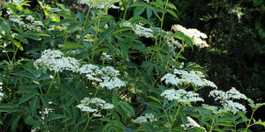 Harvesting Elderflowers