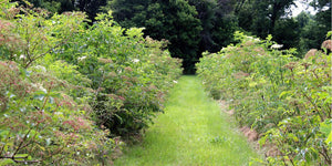 News from our Elderberry Farm - July 2015