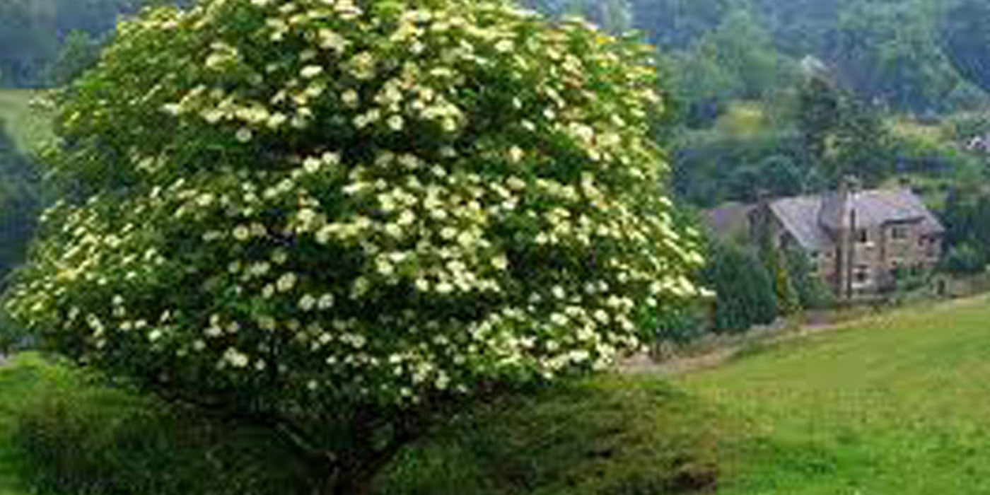 Are Elderberry Bushes Poisonous?