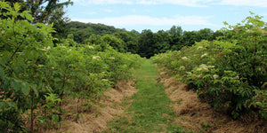 News from our Elderberry Farm - September 2015