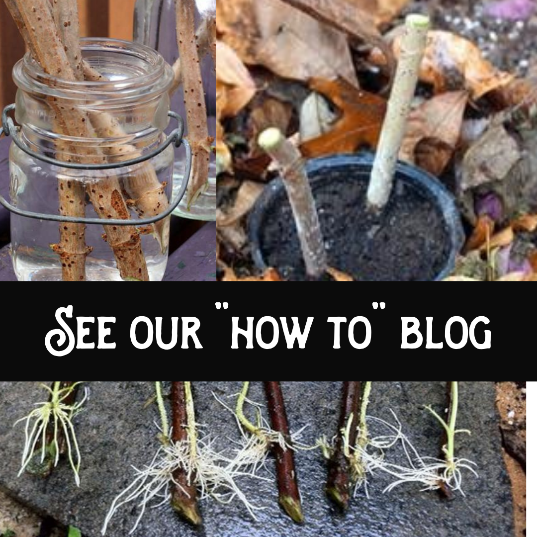 American Elderberry Cuttings Bob Gordon Single (Pre Order November Through January ONLY - Begin Shipping In February ) Cuttings Norm's Farms